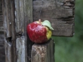 Apfel_MG_4438_web